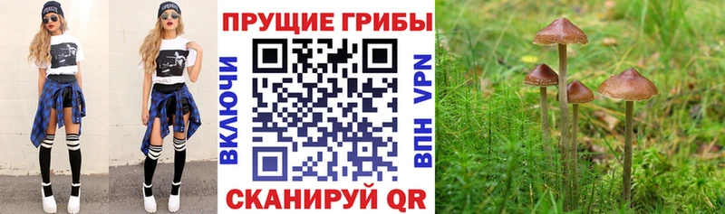 Псилоцибиновые грибы Magic Shrooms  купить наркотики сайты  Палласовка 